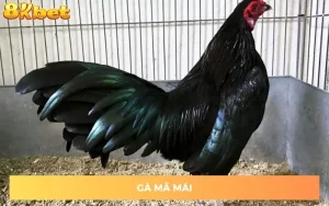 ga-ma-mai